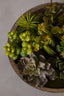 Hamilton Interiors Accessories Fiori Mixed Succulent In Stone Effect Pot House of Isabella UK