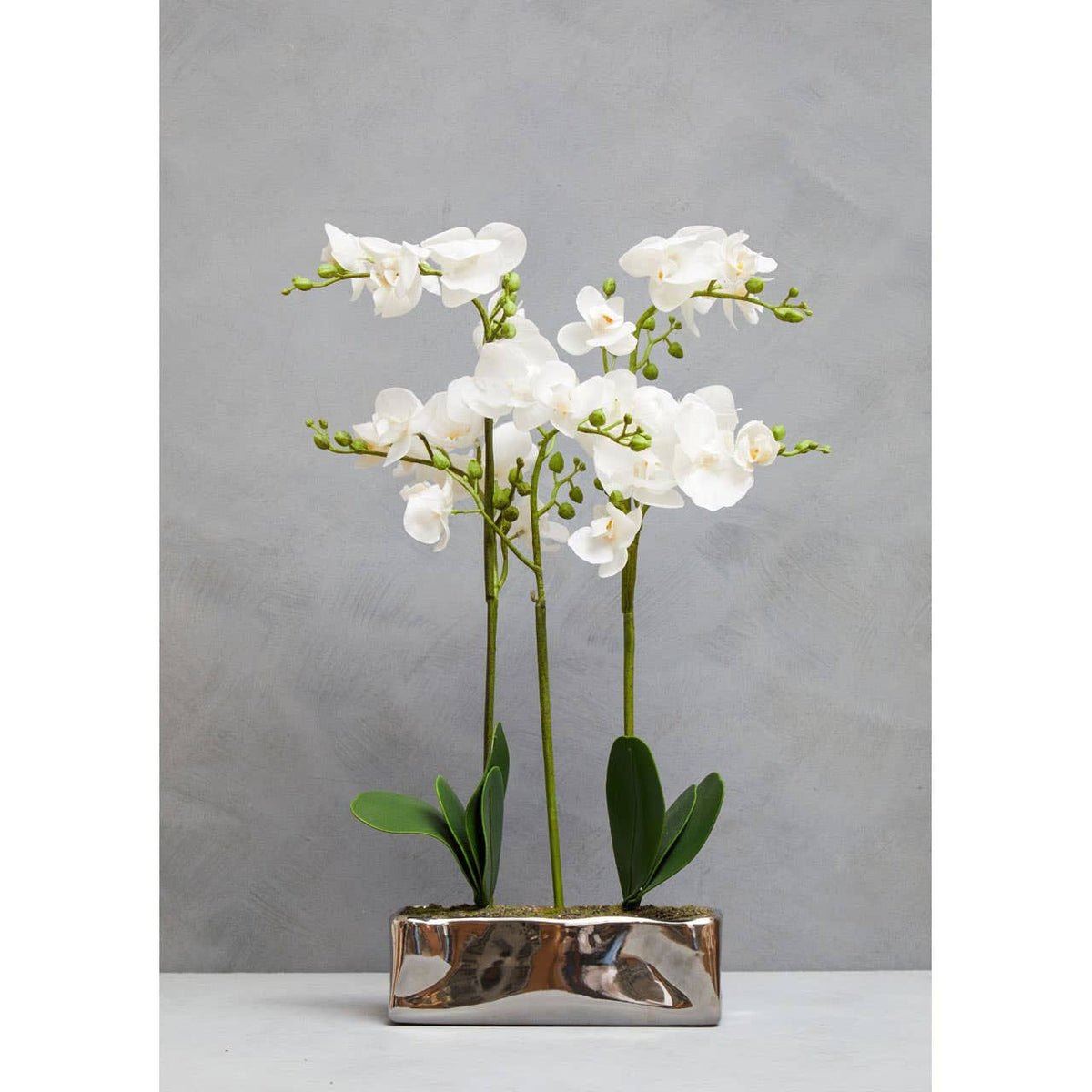 Hamilton Interiors Accessories Fiori White Orchid Plant in Rectangular Pot House of Isabella UK