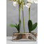 Hamilton Interiors Accessories Fiori White Orchid Plant in Rectangular Pot House of Isabella UK