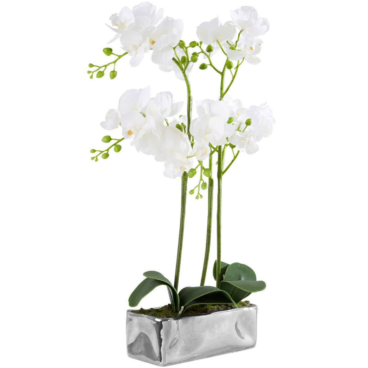 Hamilton Interiors Accessories Fiori White Orchid Plant in Rectangular Pot House of Isabella UK