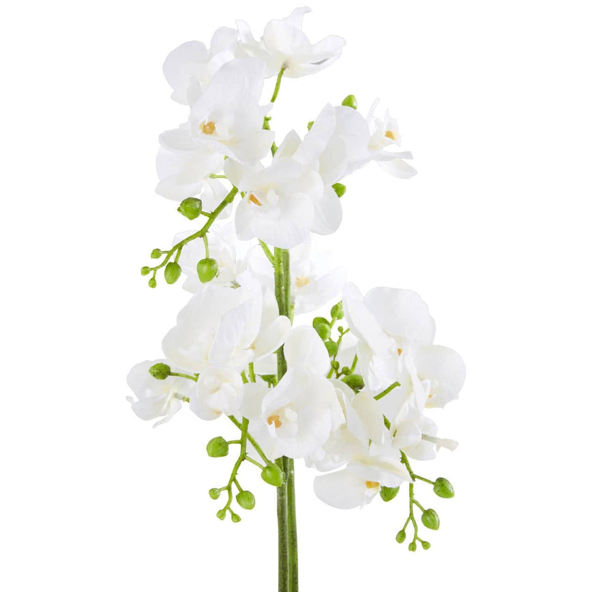 Hamilton Interiors Accessories Fiori White Orchid Plant in Rectangular Pot House of Isabella UK