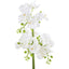 Hamilton Interiors Accessories Fiori White Orchid Plant in Rectangular Pot House of Isabella UK