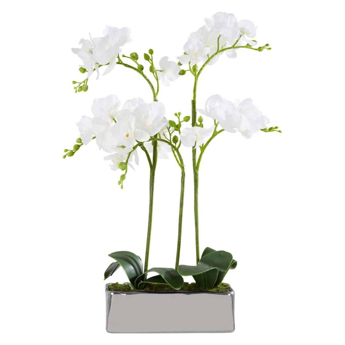 Hamilton Interiors Accessories Fiori White Orchid Plant in Rectangular Pot House of Isabella UK