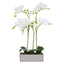 Hamilton Interiors Accessories Fiori White Orchid Plant in Rectangular Pot House of Isabella UK