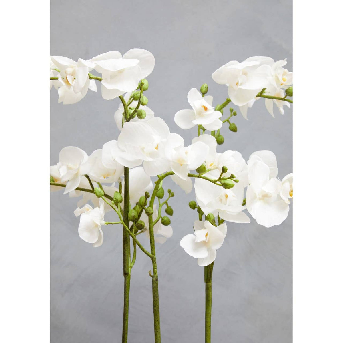 Hamilton Interiors Accessories Fiori White Orchid Plant in Rectangular Pot House of Isabella UK