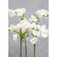 Hamilton Interiors Accessories Fiori White Orchid Plant in Rectangular Pot House of Isabella UK