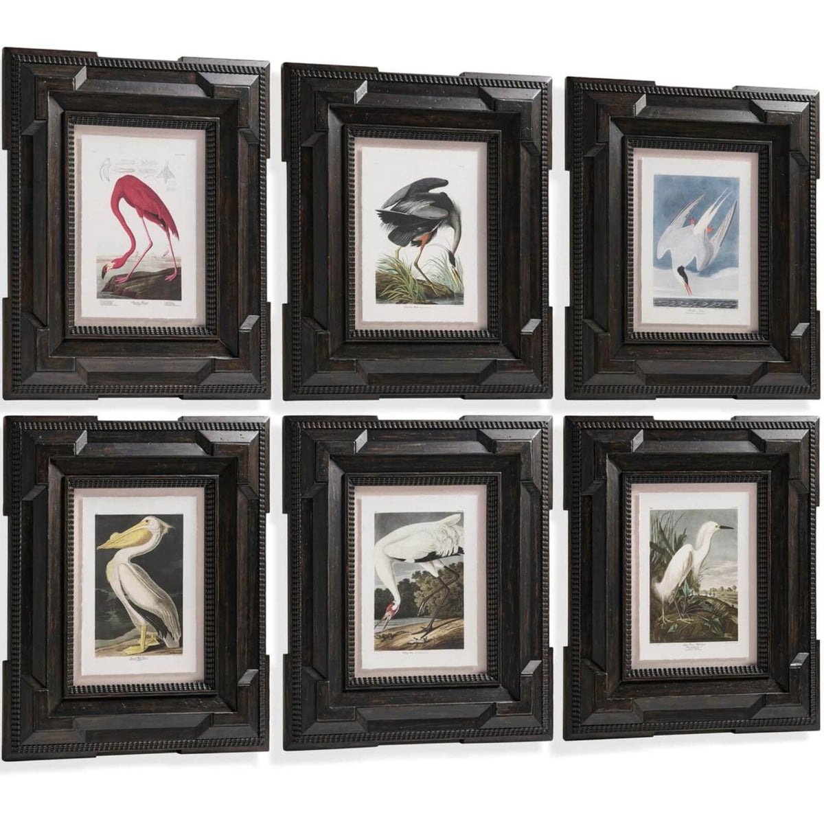 Jonathan Charles Accessories Audubon Birds Framed Prints - Set of 6 House of Isabella UK