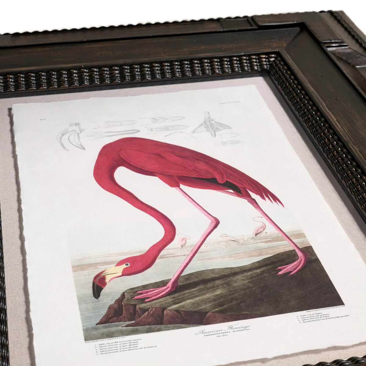 Jonathan Charles Accessories Audubon Birds Framed Prints - Set of 6 House of Isabella UK