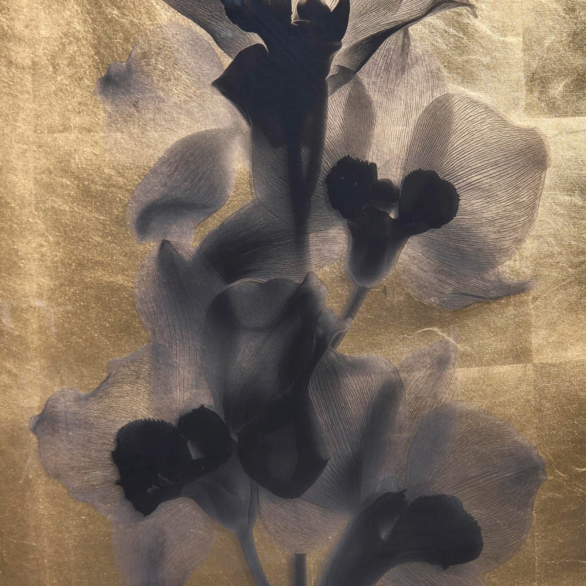 Jonathan Charles Accessories Black Orchids Photography Prints - Set of 2 House of Isabella UK