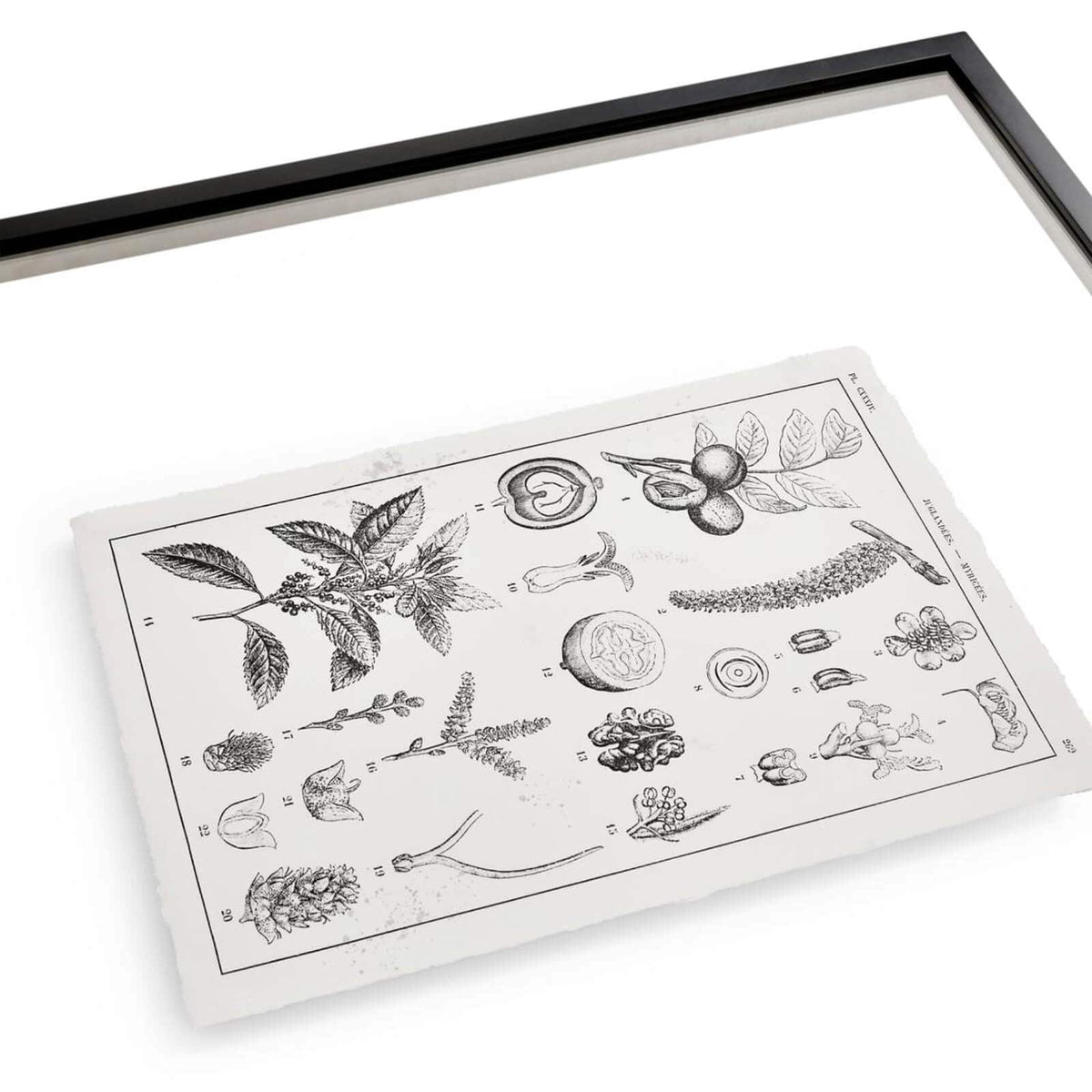 Jonathan Charles Accessories Botanica: The Art of Knowledge Framed Prints - Set of 4 House of Isabella UK