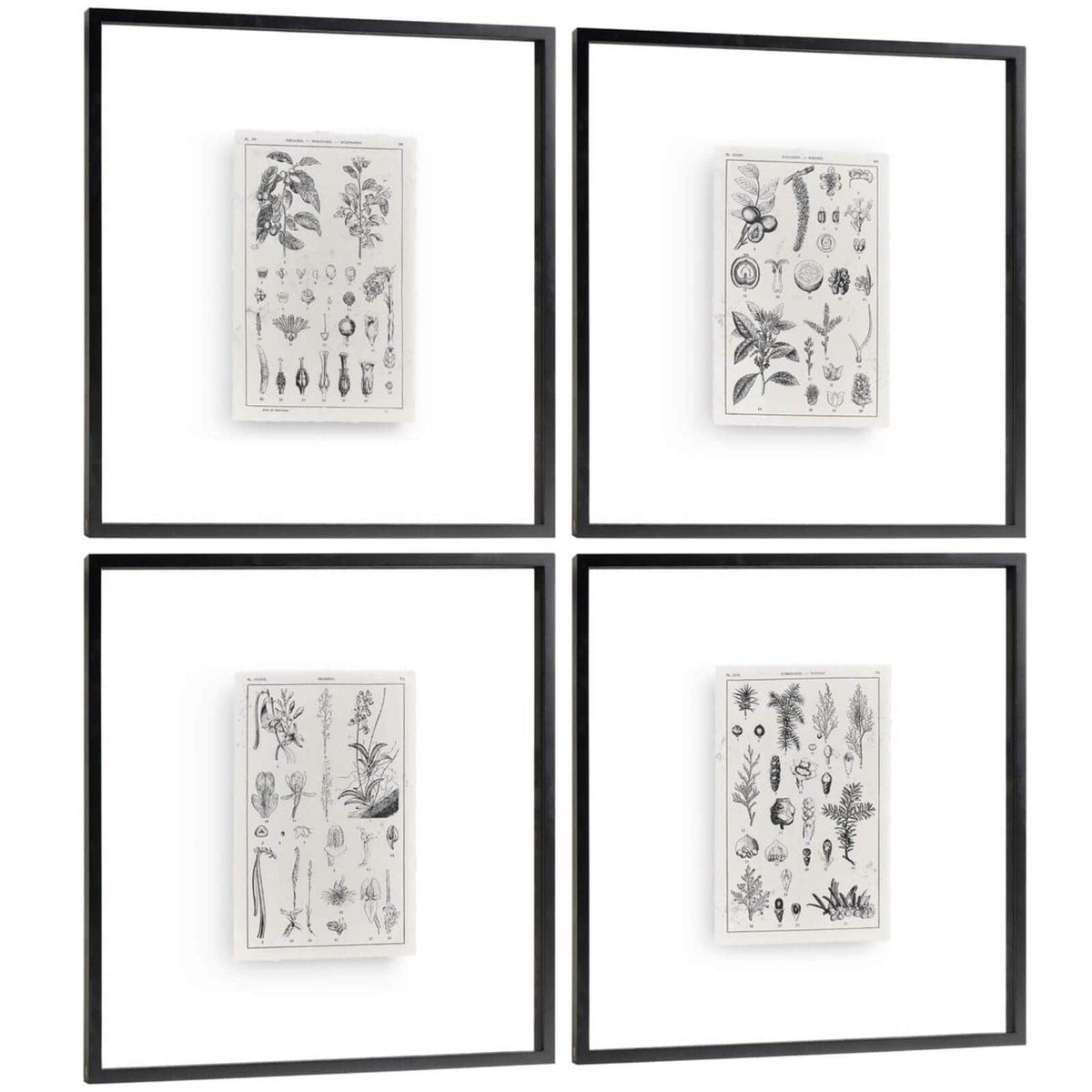 Jonathan Charles Accessories Botanica: The Art of Knowledge Framed Prints - Set of 4 House of Isabella UK
