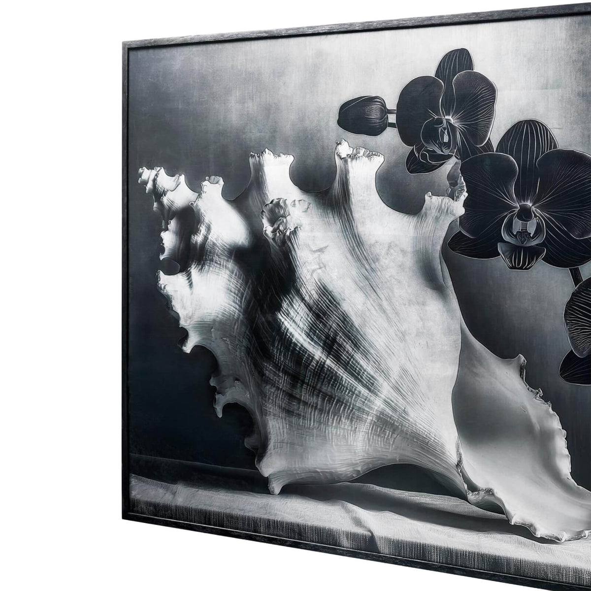 Jonathan Charles Accessories Silver Conch Photography Print House of Isabella UK