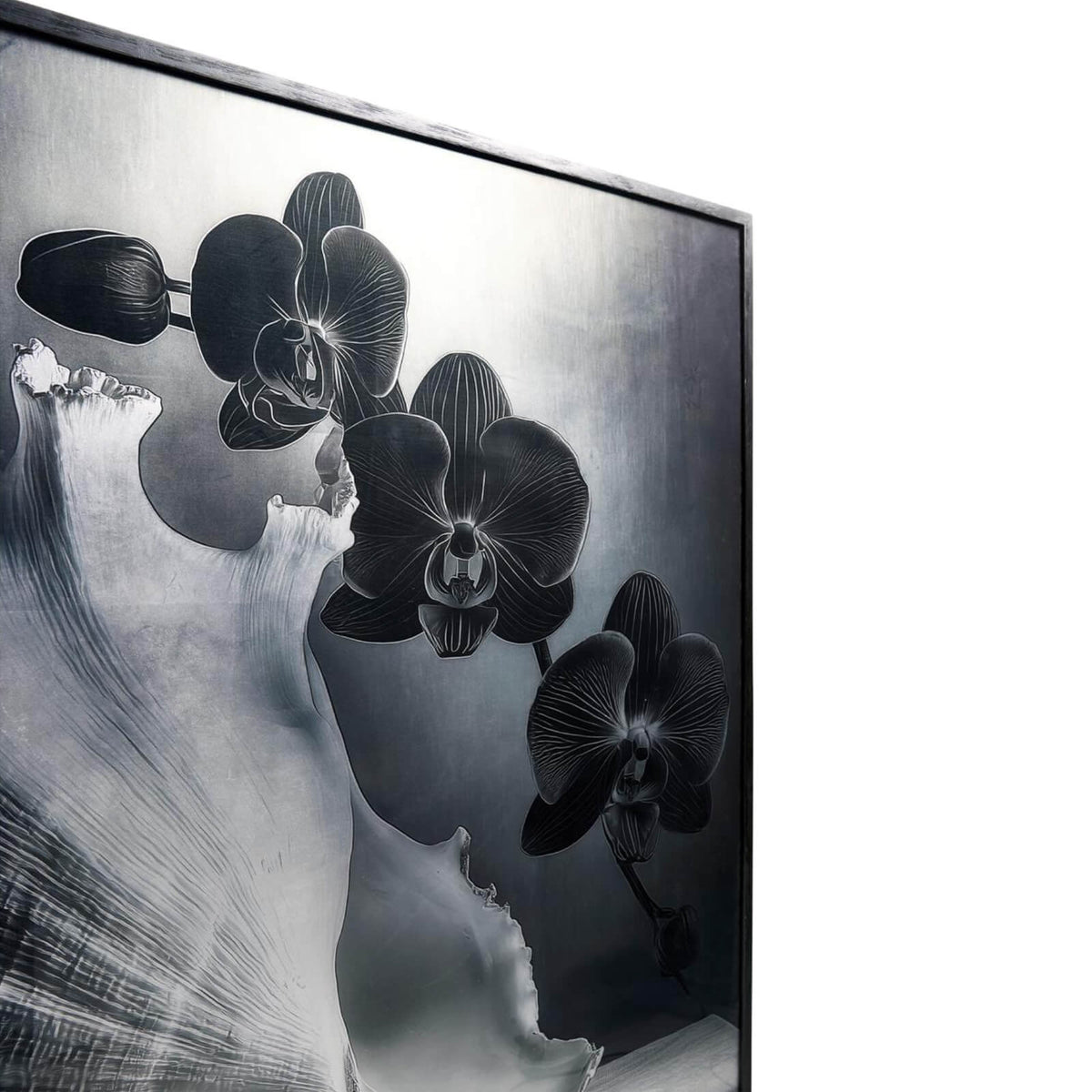 Jonathan Charles Accessories Silver Conch Photography Print House of Isabella UK