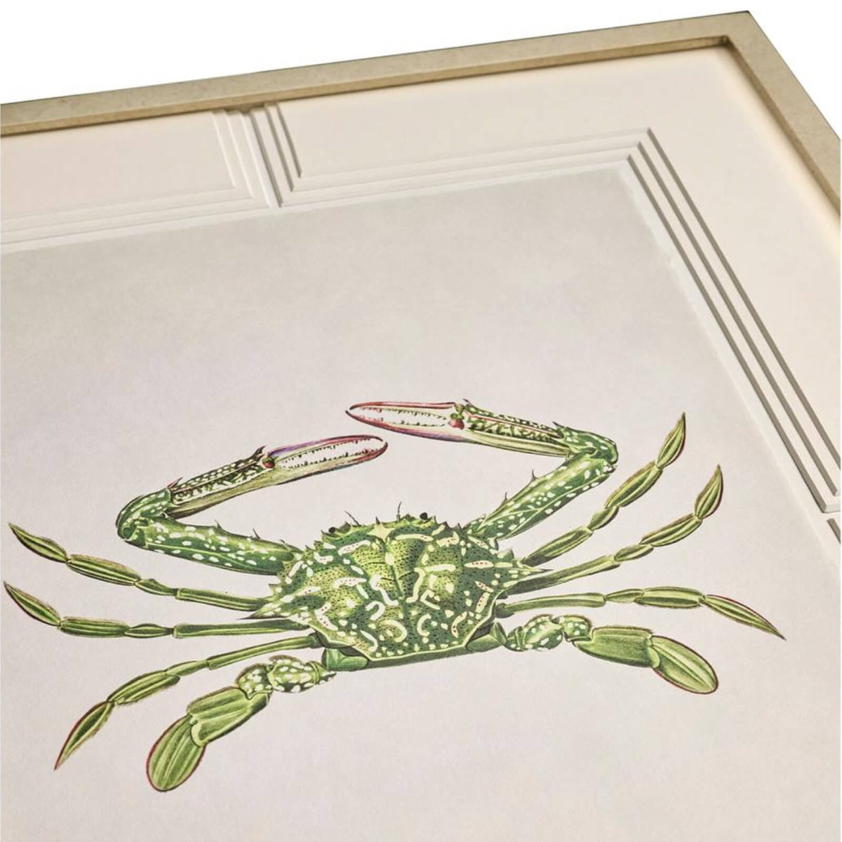 Jonathan Charles Accessories Vintage Marine Animals Framed Prints - Set of 4 House of Isabella UK