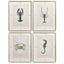Jonathan Charles Accessories Vintage Marine Animals Framed Prints - Set of 4 House of Isabella UK