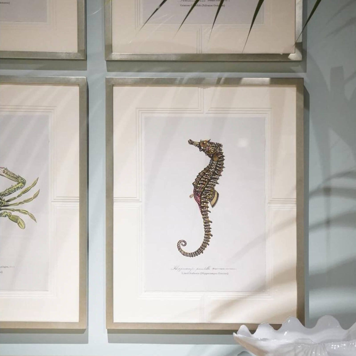 Jonathan Charles Accessories Vintage Marine Animals Framed Prints - Set of 4 House of Isabella UK