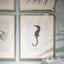 Jonathan Charles Accessories Vintage Marine Animals Framed Prints - Set of 4 House of Isabella UK