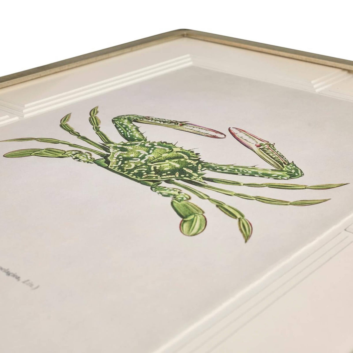 Jonathan Charles Accessories Vintage Marine Animals Framed Prints - Set of 4 House of Isabella UK