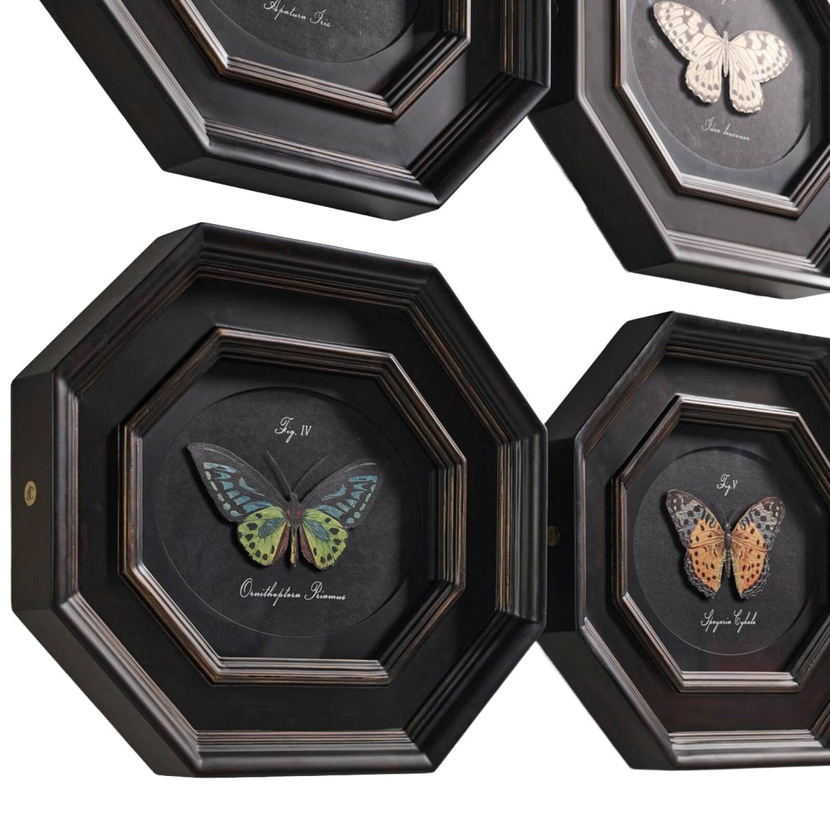 Jonathan Charles Accessories Wings of Discovery Framed Prints – Set of 6 House of Isabella UK