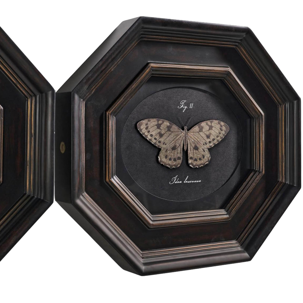 Jonathan Charles Accessories Wings of Discovery Framed Prints – Set of 6 House of Isabella UK