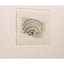 Jonathan Charles Decor Architectural Clamshells Framed Prints - Set of 4 House of Isabella UK