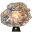 Keiichi Accessories Ivor Petrified Wood Sculpture House of Isabella UK