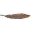 Keiichi Accessories Leaf Tray in Golden Bronze House of Isabella UK