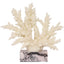 Keiichi Accessories Raize Coral Sculpture House of Isabella UK