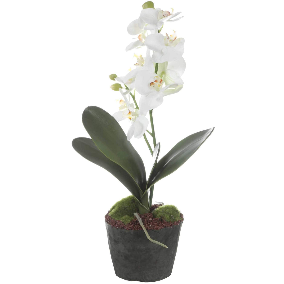 Laris Orchid Drop-In