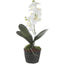 Laris Orchid Drop-In