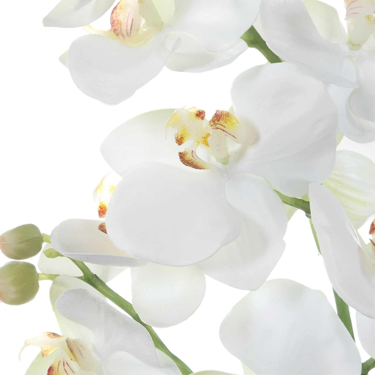 Laris Orchid Drop-In