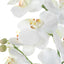 Laris Orchid Drop-In
