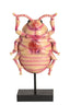 Light & Living Accessories Ornament on base 22x12x42 cm BEETLE light pink+black House of Isabella UK