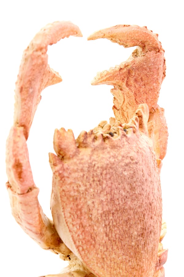 Light & Living Accessories Ornament on base 23x12,5x42,5 cm CRAB light coral House of Isabella UK
