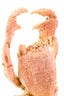 Light & Living Accessories Ornament on base 23x12,5x42,5 cm CRAB light coral House of Isabella UK