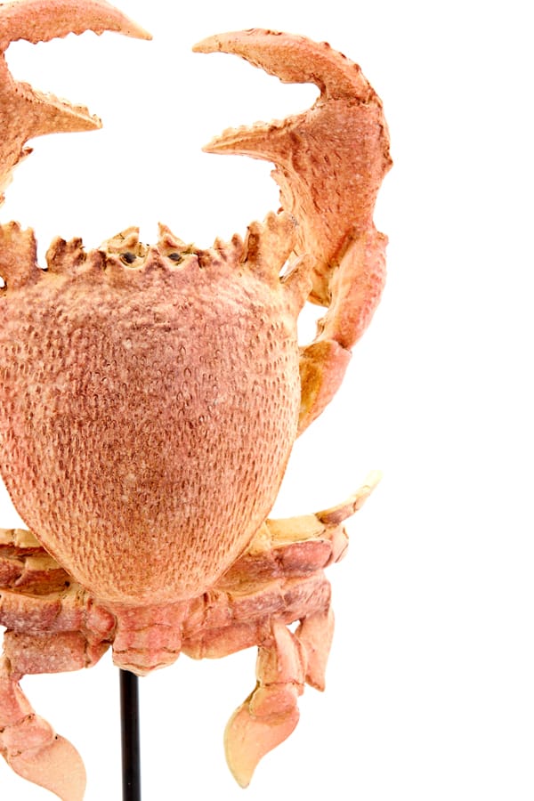 Light & Living Accessories Ornament on base 23x12,5x42,5 cm CRAB light coral House of Isabella UK