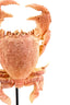 Light & Living Accessories Ornament on base 23x12,5x42,5 cm CRAB light coral House of Isabella UK