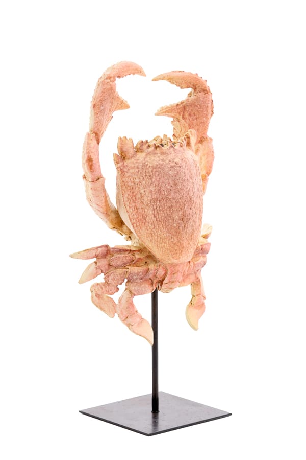 Light & Living Accessories Ornament on base 23x12,5x42,5 cm CRAB light coral House of Isabella UK