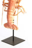 Light & Living Accessories Ornament on base 25x14x56,5 cm LOBSTER light coral House of Isabella UK