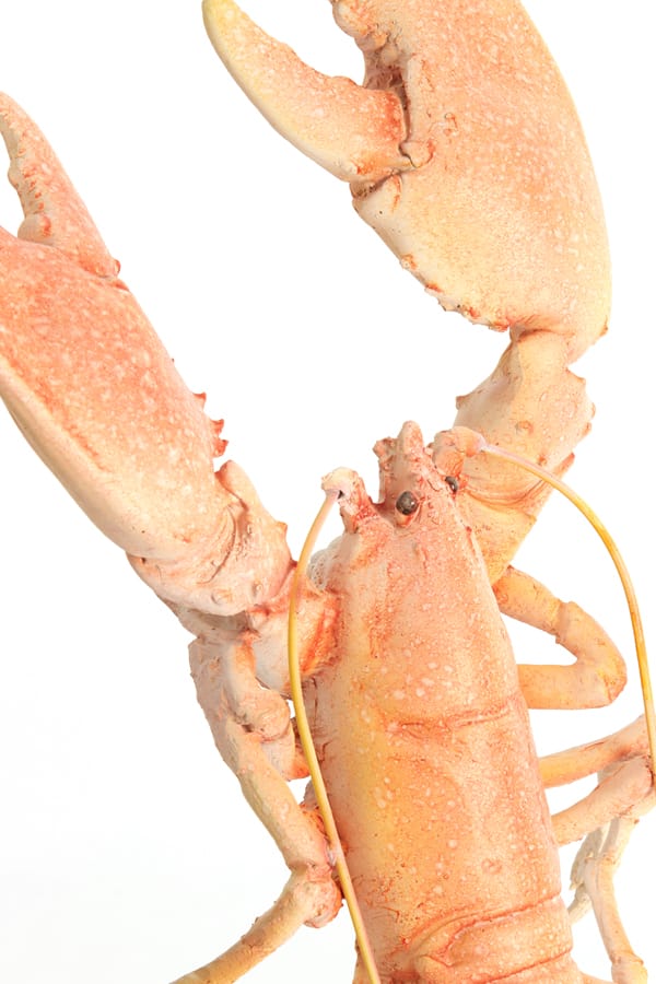 Light & Living Accessories Ornament on base 25x14x56,5 cm LOBSTER light coral House of Isabella UK