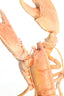 Light & Living Accessories Ornament on base 25x14x56,5 cm LOBSTER light coral House of Isabella UK