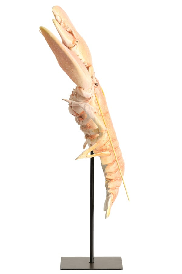 Light & Living Accessories Ornament on base 25x14x56,5 cm LOBSTER light coral House of Isabella UK