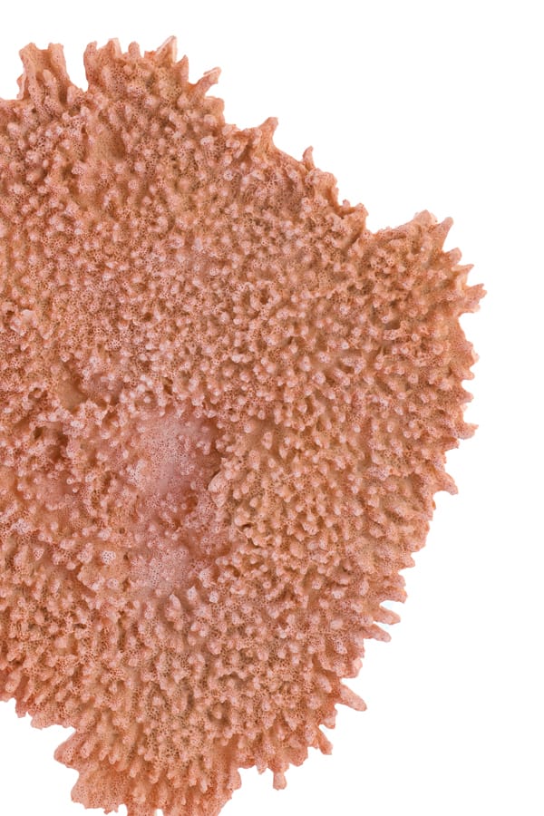 Light & Living Accessories Ornament on base 37x31x61,5 cm CORAL coral+antique bronze House of Isabella UK