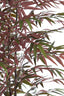 Light & Living Accessories Potted ornament 70x60x150 cm BAMBOO natural+green-red House of Isabella UK