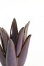 Light & Living Accessories Tealight 13x15 cm CACTUS ceramics dark purple House of Isabella UK