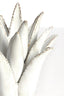 Light & Living Accessories Tealight 21x21 cm CACTUS ceramics cream House of Isabella UK
