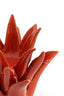 Light & Living Accessories Tealight 21x21 cm CACTUS ceramics orange House of Isabella UK