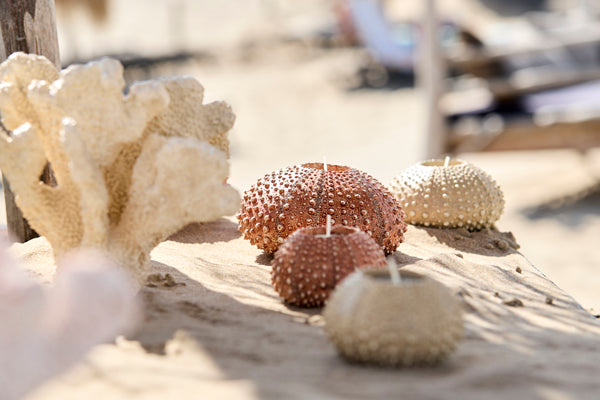 Light & Living Accessories Tealight holder 12x7 cm SEA URCHIN cream House of Isabella UK