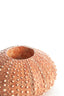 Light & Living Accessories Tealight holder 12x7 cm SEA URCHIN red House of Isabella UK
