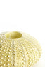 Light & Living Accessories Tealight holder 15x8 cm SEA URCHIN green House of Isabella UK